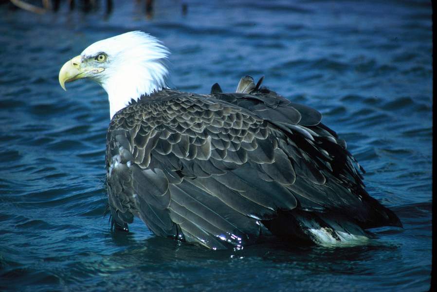 Free Pictures download good quality images of Bald Eagle 4